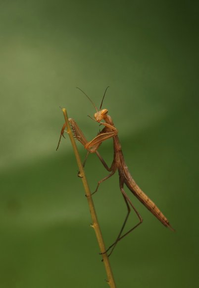 Mantide religiosa - Prayer mantis (Mantis religiosa)