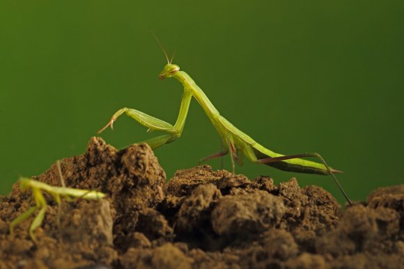 Mantide religiosa - Prayer mantis (Mantis religiosa)