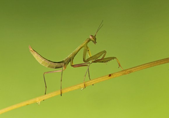 Mantide religiosa - Prayer mantis (Mantis religiosa)