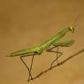 Mantide religiosa - Prayer mantis (Mantis religiosa)