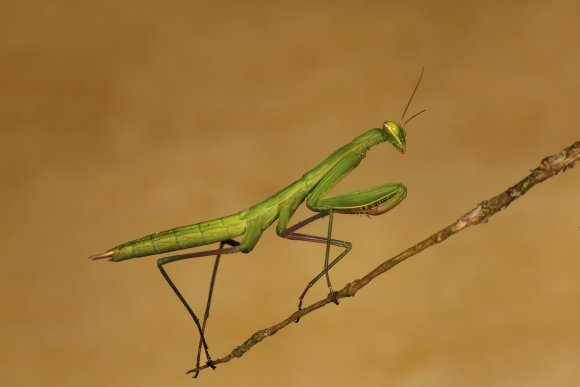 Mantide religiosa - Prayer mantis (Mantis religiosa)