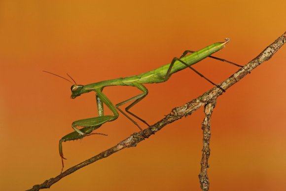 Mantide religiosa - Prayer mantis (Mantis religiosa)