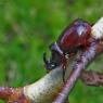 Scarabeo rinoceronte - European rhinoceros beetle (Oryctes nasicornis)