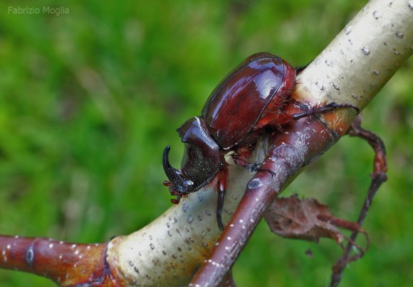 Scarabeo rinoceronte - European rhinoceros beetle (Oryctes nasicornis)