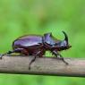 Scarabeo rinoceronte - European rhinoceros beetle (Oryctes nasicornis)