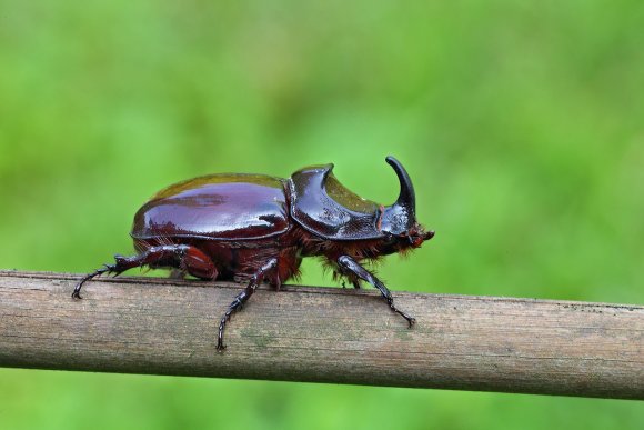 Scarabeo rinoceronte - European rhinoceros beetle (Oryctes nasicornis)