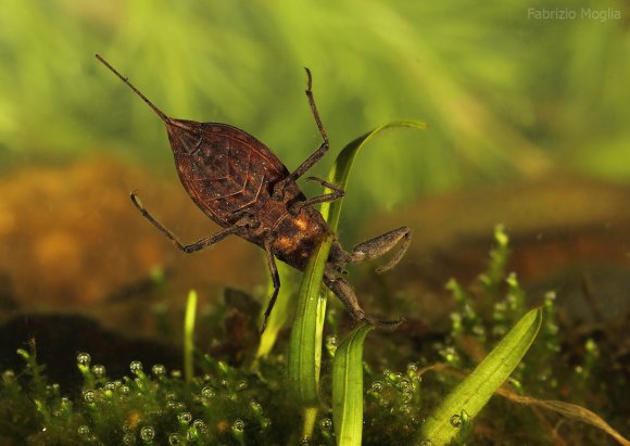 Scorpione acquatico (Nepa cinerea)