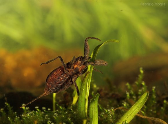 Scorpione acquatico (Nepa cinerea)