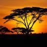 african-sunrise
