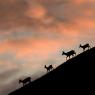 Cervo - Red deer (Cervus elaphus)