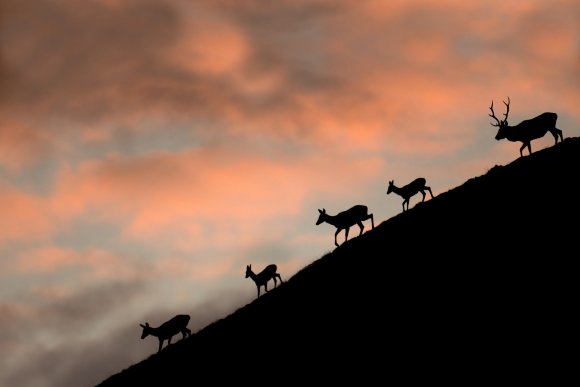 Cervo - Red deer (Cervus elaphus)