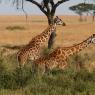 Giraffa - Giraffe (Giraffa camelopardalis)