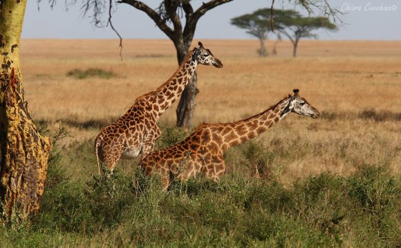 Giraffa - Giraffe (Giraffa camelopardalis)