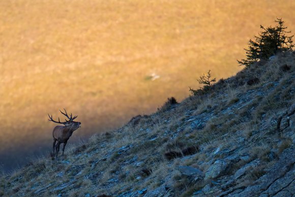 Cervo - Red deer (Cervus elaphus)