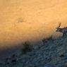 Cervo - Red deer (Cervus elaphus)