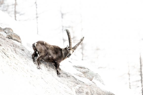 Stambecco - Alpine ibex