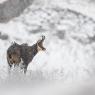 Camoscio - Chamois (Rupicapra rupicapra)