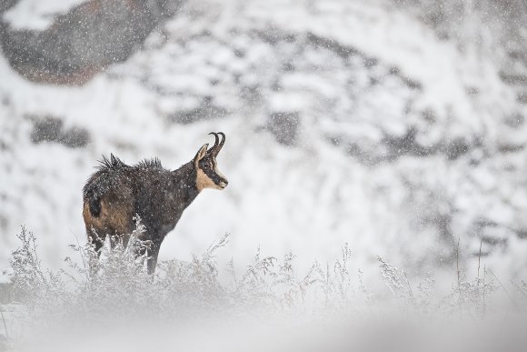 Camoscio - Chamois (Rupicapra rupicapra)