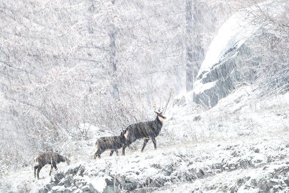 Camoscio - Chamois (Rupicapra rupicapra)