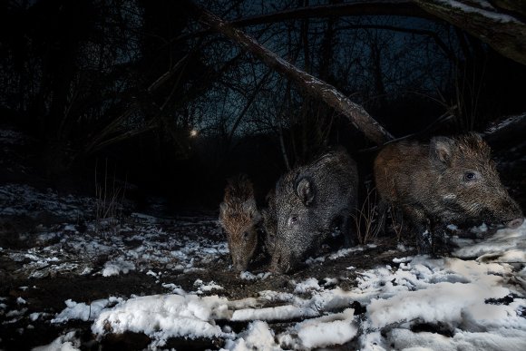 Cinghiale - Wild boar