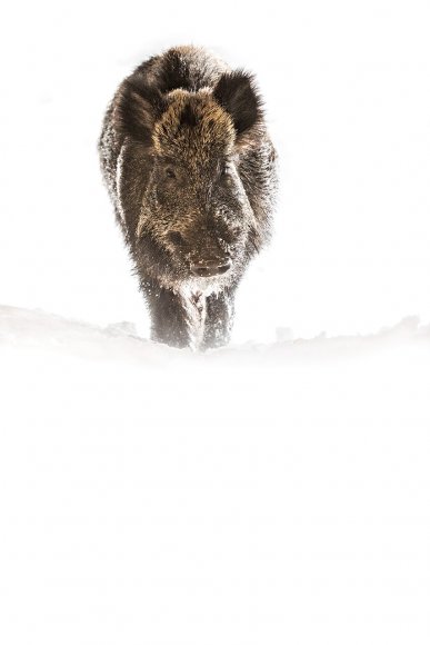 Cinghiale - Wild boar