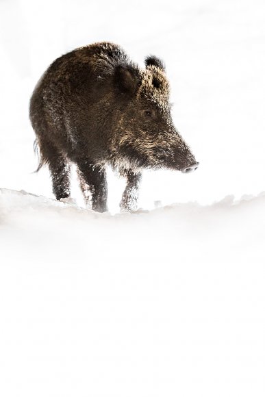 Cinghiale - Wild boar
