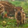 Cinghiale - Wild boar (Sus scrofa)