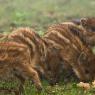 Cinghiale - Wild boar (Sus scrofa)