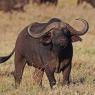 Bufalo - African buffalo (Syncerus caffer)