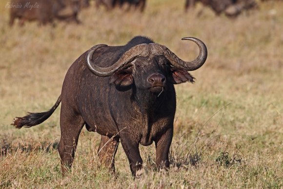Bufalo - African buffalo (Syncerus caffer)
