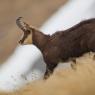 Camoscio - Chamois (Rupicapra rupicapra)