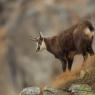 Camoscio - Chamois (Rupicapra rupicapra)