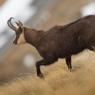 Camoscio - Chamois (Rupicapra rupicapra)