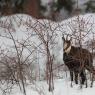 Camoscio - Chamois (Rupicapra rupicapra)