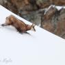 Camoscio - Chamois (Rupicapra rupicapra)