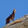 Camoscio - Chamois (Rupicapra rupicapra)