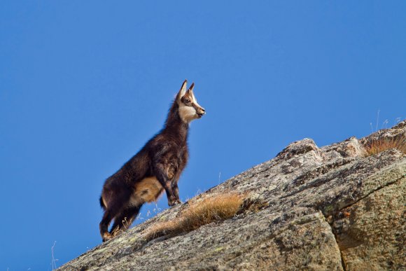 Camoscio - Chamois (Rupicapra rupicapra)