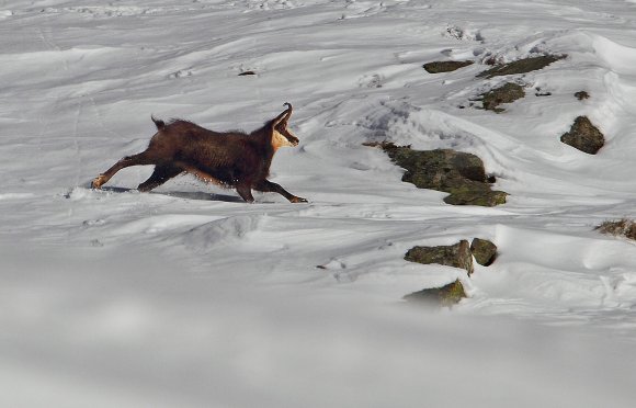 Camoscio - Chamois (Rupicapra rupicapra)