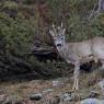 Capriolo - European Roe deer (Capreolus capreolus)