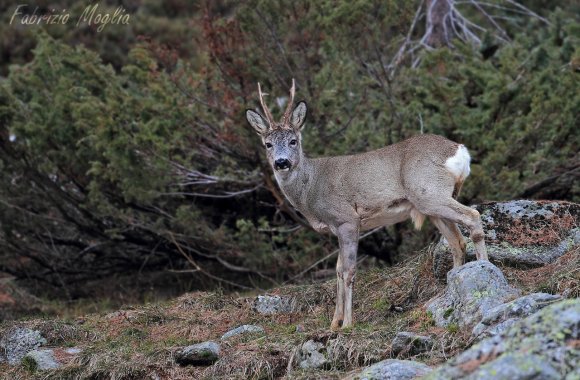 Capriolo - European Roe deer (Capreolus capreolus)