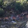 Cervo - Red deer (Cervus elaphus)