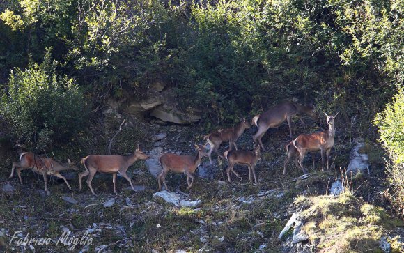 Cervo - Red deer (Cervus elaphus)