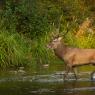 Cervo - Red deer (Cervus elaphus)