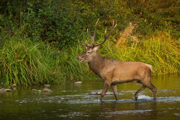 Cervo - Red deer (Cervus elaphus)