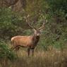 Cervo - Red deer (Cervus elaphus)