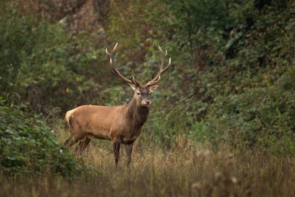 Cervo - Red deer (Cervus elaphus)