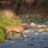 Cervo - Red deer (Cervus elaphus)