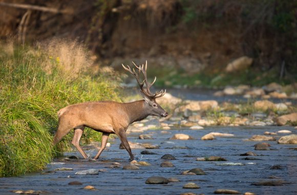 Cervo - Red deer (Cervus elaphus)
