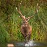 Cervo - Red deer (Cervus elaphus)