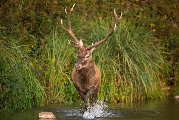 Cervo - Red deer (Cervus elaphus)